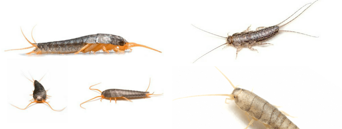 Download What are Silverfish? Why They Chose your Home? - Fast Pest Control